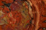 Colorful, Polished Petrified Wood Slab - Arizona #152171-1